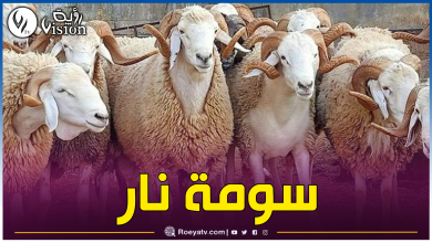 صورة هذا هو سعر الأضاحي في فرنسا