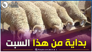 صورة الجزائرية للحوم الحمراء تشرع في تسويق أضاحي العيد