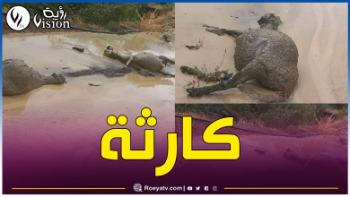 صورة سطيف.. نفوق عدد كبير من الأغنام جرفتهم سيول الأمطار